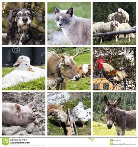Farm Animals Collage Stock Image Image Of Background 48369745