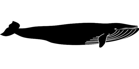يُصنّف الحوت الأزرق على أنّه حيوانٌ ثديّ، على عكس ما يعتقد البعض أنّه من الأسماك، وهو أضخم الحيوانات الموجودة على كوكب الأرض على الإطلاق؛ حيث يصّل وزنه. الحوت الأزرق أكبر الحيوانات على وجه الأرض..حقائق مدهشة عن ...