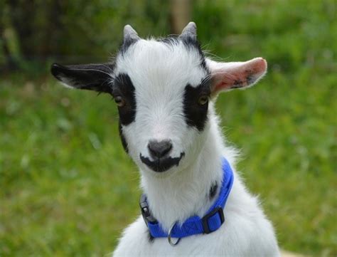 Do Miniature And Pygmy Goats Make Good Pets 15 Vet Reviewed