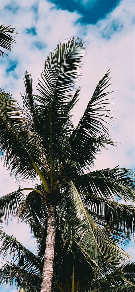 Iphone X Wallpaper Palms Tree Leaves Hd Palm Trees