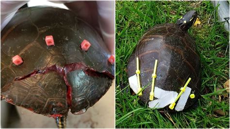 Upstate Ny Veterinarian Goes Extra Mile To Heal Turtle With Cracked
