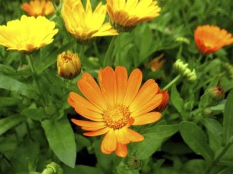 In part sun or part shade, full sun perennials just won't achieve their utmost potential in terms of plant size and flower number. Perennial Flowers That Bloom From Spring to Fall | Hunker