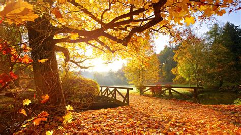 Der Herbst Und Seine Schönen Seiten Bunte Blätter Und Warmer Kako