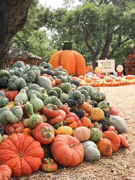 Pumpkin Village At The Dallas Arboretum Everything You Need To Know