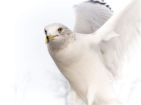 Oiseau Aigle Blanc Pur Fonds Décran Hd Purs 1600x1200 Wallpapertip