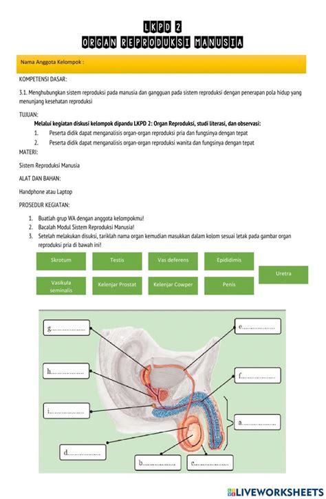 Lkpd Organ Reproduksi Manusia Worksheet Cover Page Template Word Riset