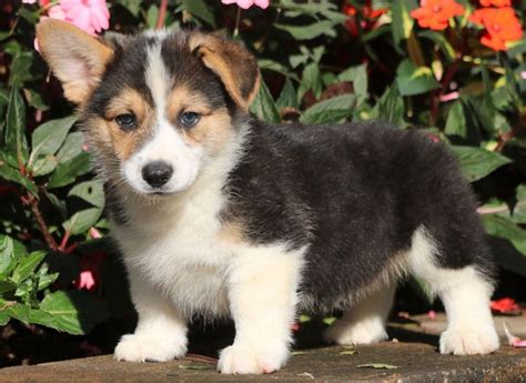 Corgipuppies with normal family records, and above 95% blood purity are offered form around $1200 to $2000 per puppy. 7 Ways to Make Bringing a New Dog Home Easy | Keystone ...