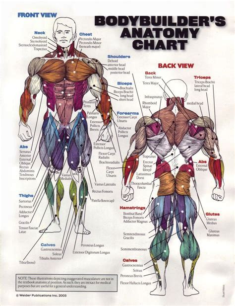Muscle Chart Back Pin On Acupuncture Has A Vast