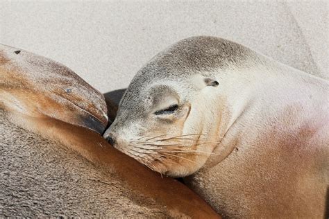 Australian Sea Lion Neophoca Cinerea Photograph By Martin Zwick