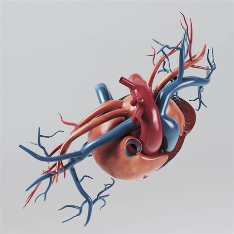 Human Heart Internal Anatomy 3d Model