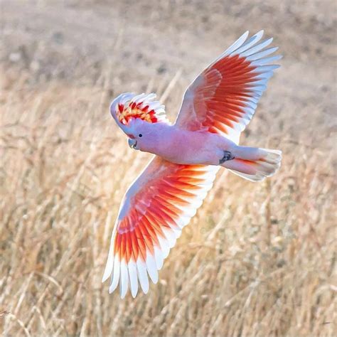 Most Beautiful Birds In The World Flying