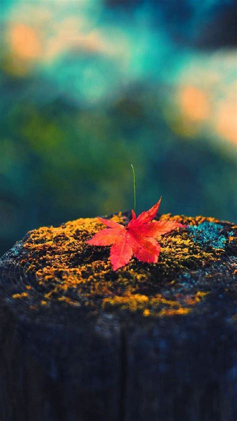 The best fall or autumn themed Wallpaper HD for iPhone 5s