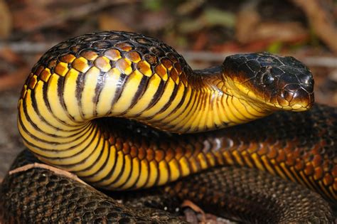 Four Top Venomous Snakes To Look For In Australia Snakebiteemergency