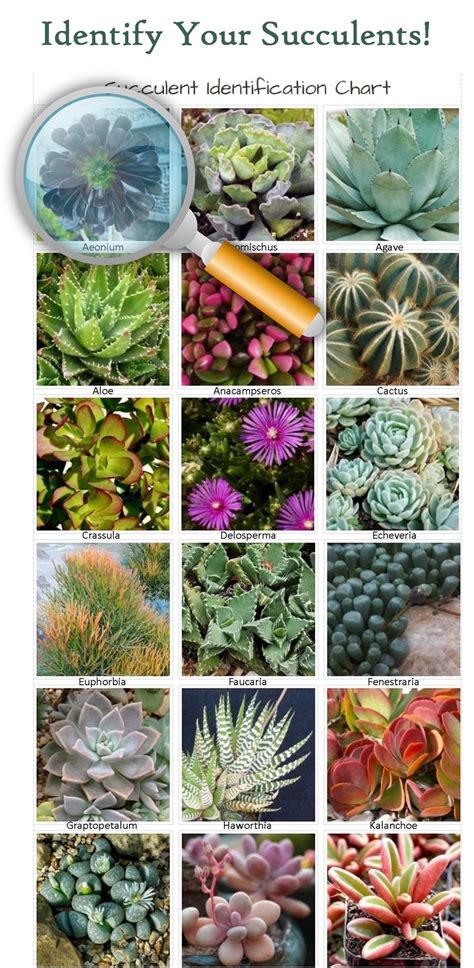 Succulent Identification Chart With Pictures Learn How And Why To