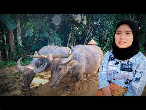 Gadis Desa Sukabumi IDAMAN Cantik Dan Rajin Turun Kesawah Bajak Sawah