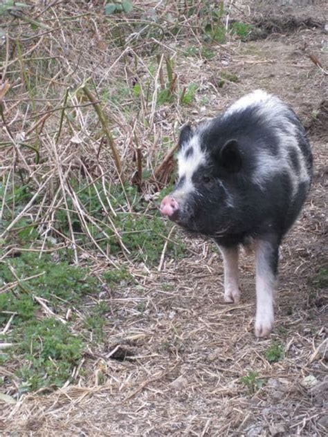 Looking After Pigs Pet Samaritans