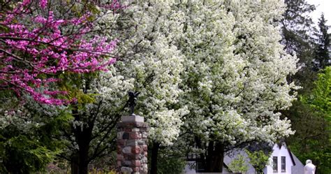 Michigan Flowers That Bloom In June Best Flower Site