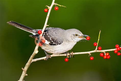 Northern Mockingbird Eating Red Berry Scalder Photography