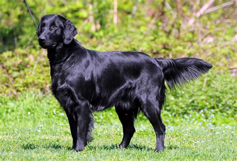 They share all the same characteristics, but they have there are quite a lot of physical differences between these two diverse breeds. Flat Coated Retriever Info, Temperament, Puppies, Pictures