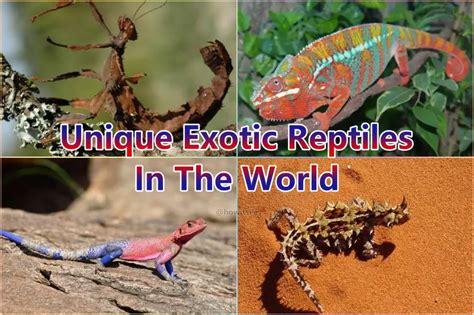 15 Unique Exotic Reptiles In The World 2023