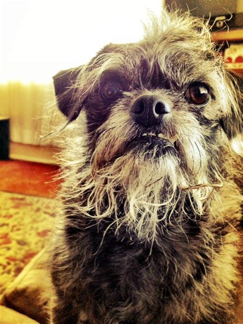 These 29 Amazing Mixed Dog Breeds Will Make You Love Mutts But 5 Will
