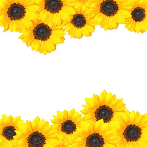 Free Sunflower Border Cliparts Download Free Clip Art
