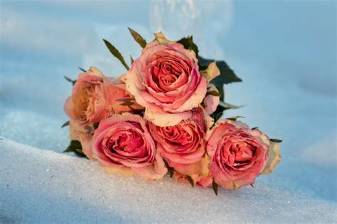 Roses In The Snow Stock Photo Image Of Pink Rose Roses 90892168