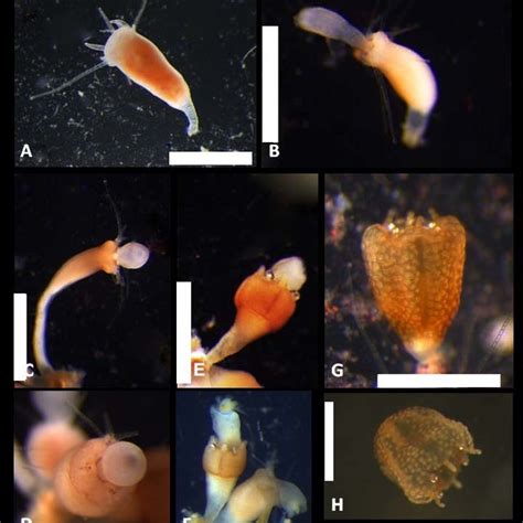 Pdf Early Life History Of Alatina Cf Moseri Populations From