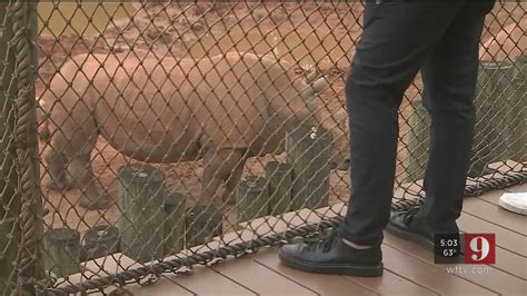 FWC: Age limit, barrier to be installed before Brevard Zoo rhino