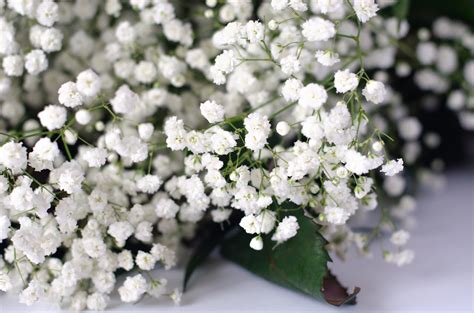 Will Baby's Breath Survive Winter - Learn About Baby's Breath Cold Tolerance