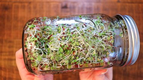 How To Grow Sprouts In A Mason Jar Zero Waste And Raw Vegan
