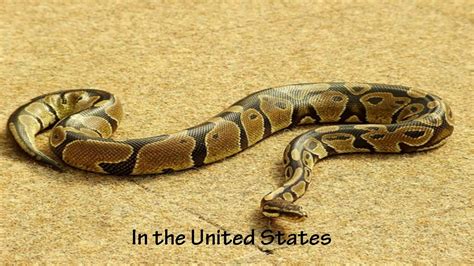 Life Cycle Of Python Snake Life Of Python Youtube