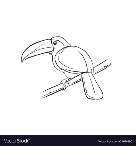 Toucan Doodle Design Art Royalty Free Vector Image