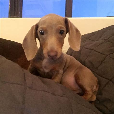 Pin By Becky Scully On Wiener Dogs Old Dogs Wiener Dog I Love Dogs