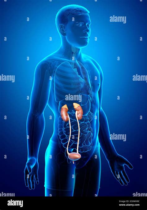 3d Rendered Medically Accurate Illustration Of The Kidneys Stock Photo