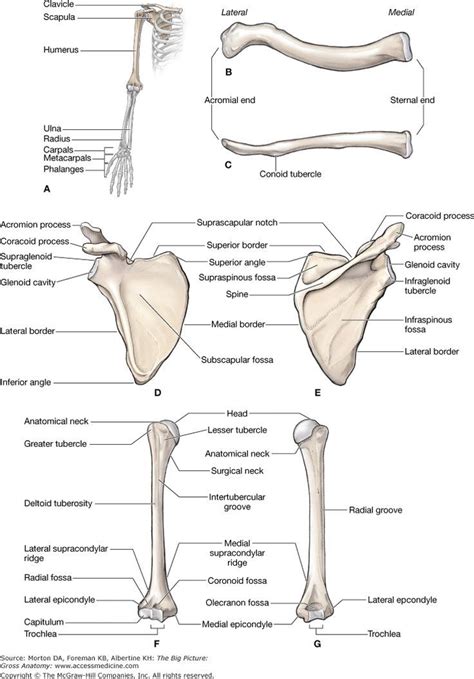 Upper Limb Anatomy Artofit