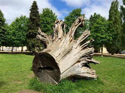 Best Tree Stump Ideas For Garden Art Landscape Design