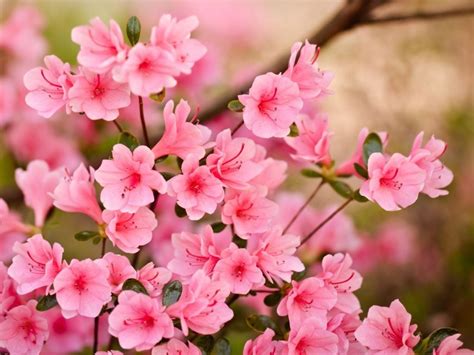 Pink Flowers Hd Wallpapers Ntbeamng