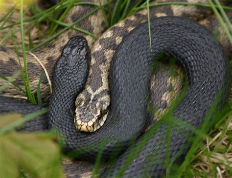 The Surprisingly Common Adder Fact Folklore Of Britain S Only Venomous Snake Urban Ghosts Media