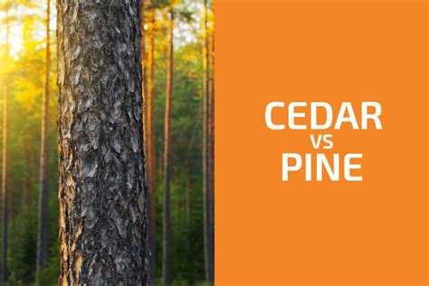 Cedar Vs Pine Which One To Use Handymans World