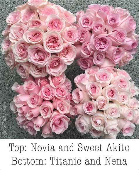 Maybe you would like to learn more about one of these? Pink Rose Study with Amato Wholesale | Pink flowers, Rose ...
