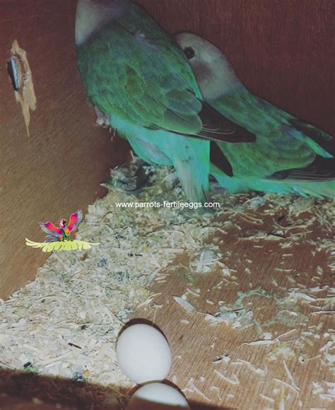 Pin On Parakeet Eggs For Sale