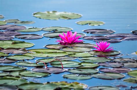 Lily Pad Lotus Photograph By Brian Stevens Fine Art America