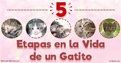5 Etapas En La Vida De Un Gatito