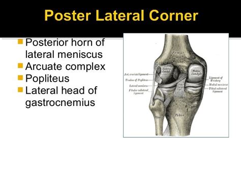 Knee Complete Ppt