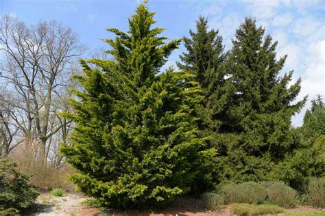10 Best Evergreens For Privacy Screens And Hedges