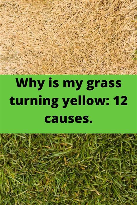 Why Is My Grass Turning Yellow 12 Causes What Can I Do To Make My