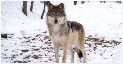 Us Fish And Wildlife Officials Kill Troubled Mexican Gray Wolf Knau