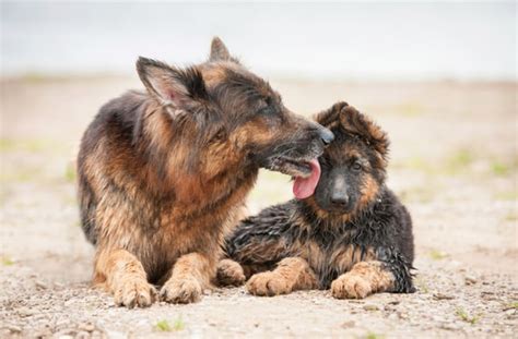 7 Surprising Facts About Dog Kisses Bechewy — Naive Pets