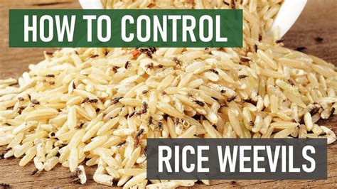 How To Get Rid Of Bugs In Rice Signexercise2